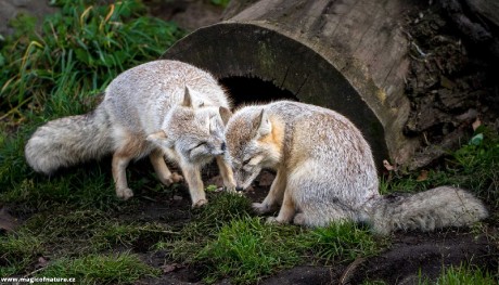 Lištičky z Hluboké - Foto Ladislav Hanousek 0226