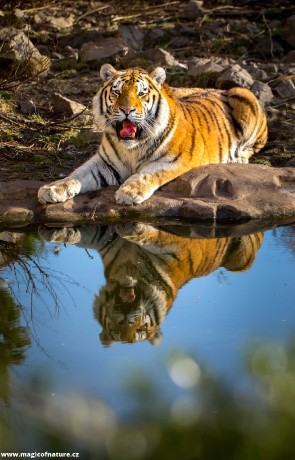 Tygr z Hluboké - Foto Ladislav Hanousek 0226