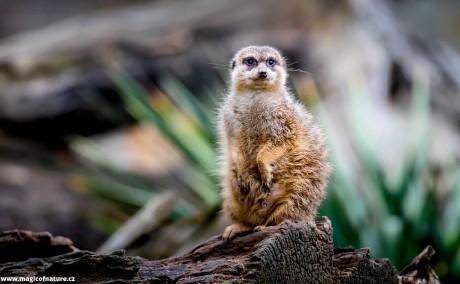 ZOO Dvůr Králové - Foto Ladislav Hanousek 0226