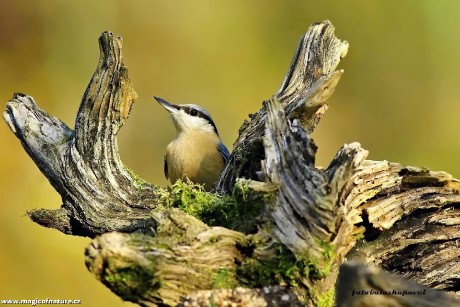 Brhlík - Foto Pavel Balazka 1125