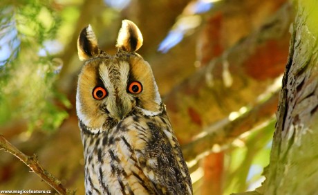 Kalous ušatý - Foto Pavel Balazka 1125 (1)