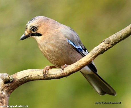 Sojka hlídačka - Foto Pavel Balzka 1125