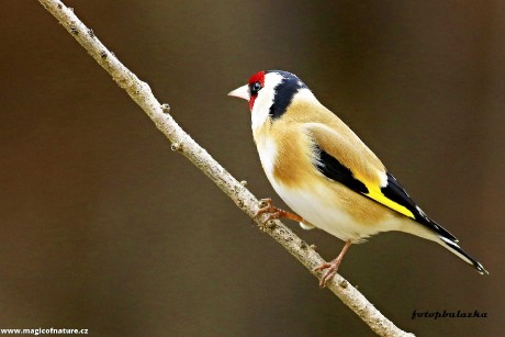 Stehlík - Foto Pavel Balazka 1125