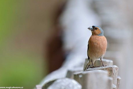 Pěnkavák - Foto Jana Ježková 0625