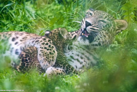 Mláďat levharta perského - Foto Jana Ježková 0725 (2)