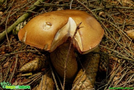 Hřib žlučník - Tylopilus felleus - Foto Pavel Stančík