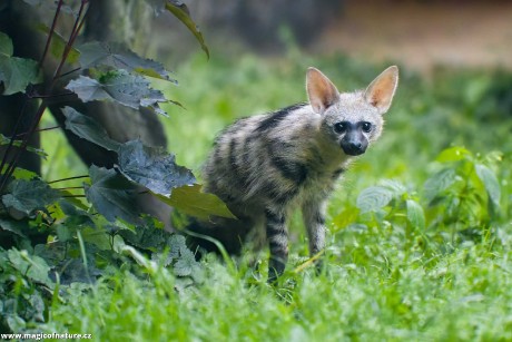 Mláďata hyenky hřívnaté - Foto Jana Ježková 0625 (3)