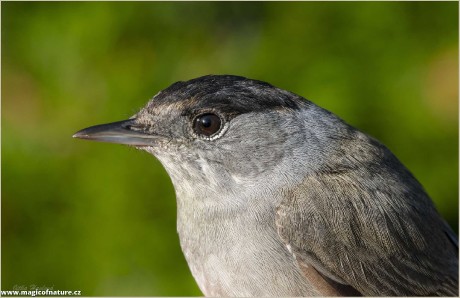 Pěnice černohlavá - samec - Foto Jitka Havlová 0226