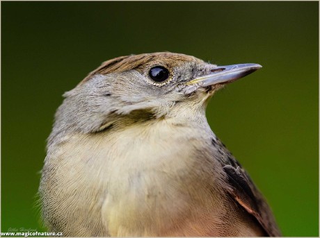 Pěnice černohlavá - samice - Foto Jitka Havlová 0226