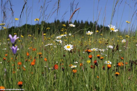 Louka - Foto Irena Wenischová 0226