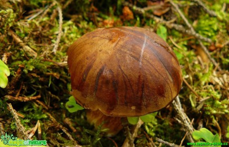 Hřib hnědý - Boletus badius - Foto Pavel Stančík