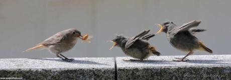 Rehek domácí - krmení - Foto Irena Wenischová 0226