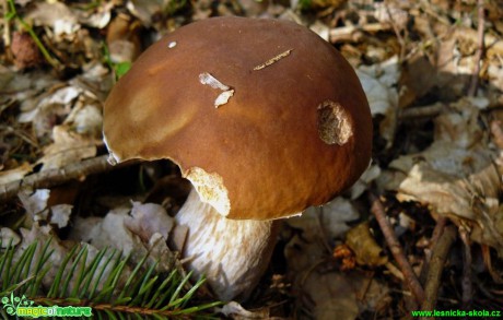 Hřib smrkový - Boletus edulis - Foto Pavel Stančík