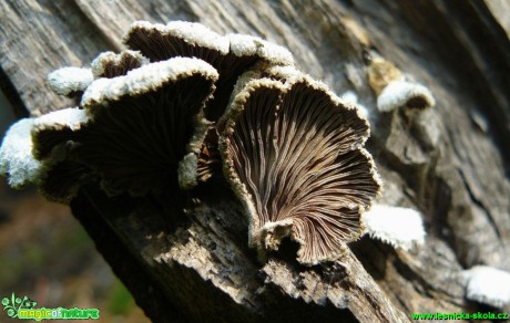 Klanolístka obecná - Schizophyllum commune - Foto Pavel Stančík