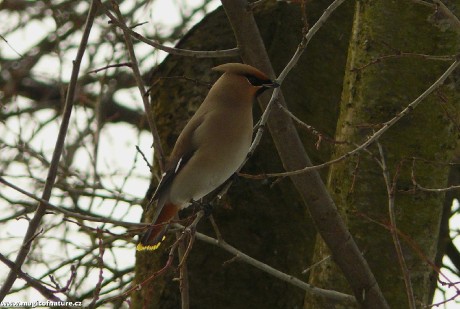 Brkoslav severní - papoušek severu - Foto Pavel Stančík 0226 (2)