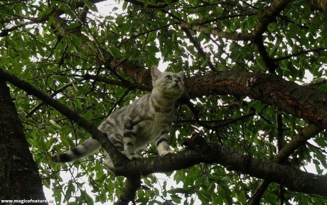 Kočičí stromové hrátky - Foto Pavel Stančík 0226 (1)