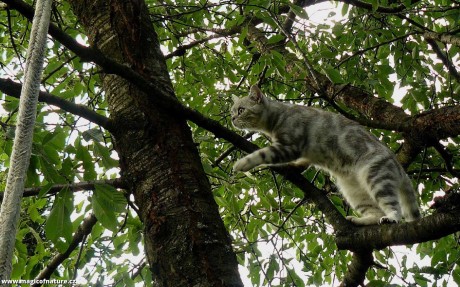 Kočičí stromové hrátky - Foto Pavel Stančík 0226 (3)