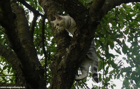 Kočičí stromové hrátky - Foto Pavel Stančík 0226 (4)