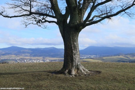 U javoru - Foto Ladislav Jonák 0226 (1)