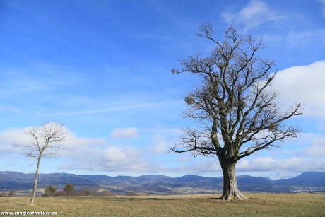 U javoru - Foto Ladislav Jonák 0226