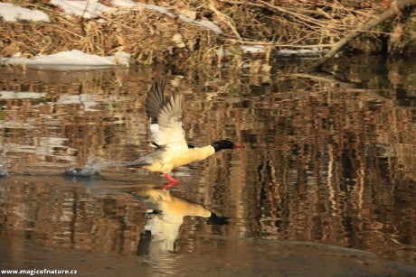 Vzlet morčáka - Foto Ladislav Jonák 0126 (2)