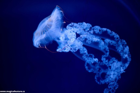 V medúzáriu - Foto Tomáš Kunze 0126 (3)