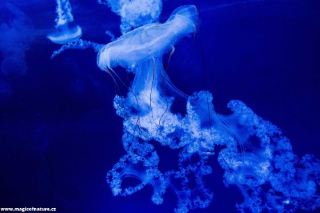 V medúzáriu - Foto Tomáš Kunze 0126 (7)