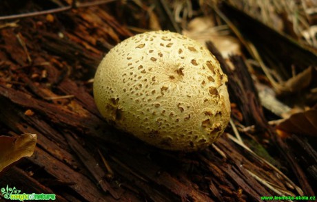 Pestřec obecný - Scleroderma citrinum - Foto Pavel Stančík