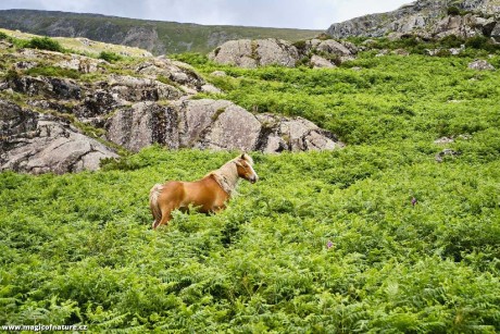 Snowdonia - Wales - Foto Jana Ježková 0725 (3)