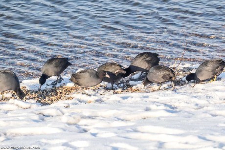 Na procházce kolem Jezera Most - Foto Pavel Ulrych 0226 (2)