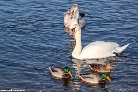 Na procházce kolem Jezera Most - Foto Pavel Ulrych 0226 (6)