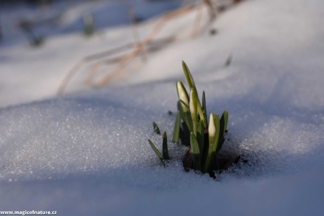 První signály jara - Foto Marie Vykydalová 0226 (2)