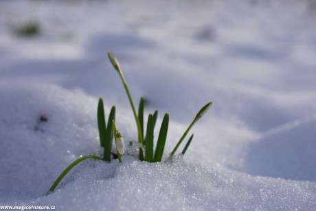 První signály jara - Foto Marie Vykydalová 0226 (3)