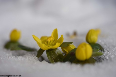 Talovín - Foto Marie Vykydalová 0226