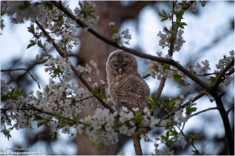 Fotohrátky s puštíkem - Foto Jitka Havlová 0326 (1)