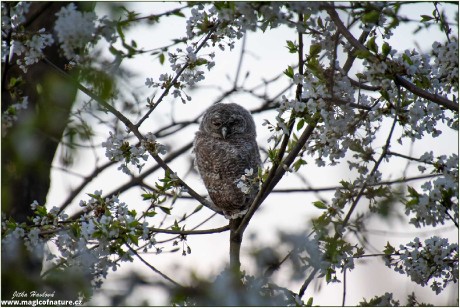 Fotohrátky s puštíkem - Foto Jitka Havlová 0326 (4)