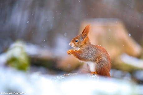 Zrzečka u lesního krmítka - Foto Monika Suržinová 0126 (1)