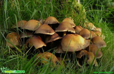 Třepenitka svazčitá - Hypholoma fasciculare - Foto Pavel Stančík