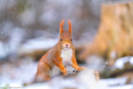 Zrzečka u lesního krmítka - Foto Monika Suržinová 0126 (4)