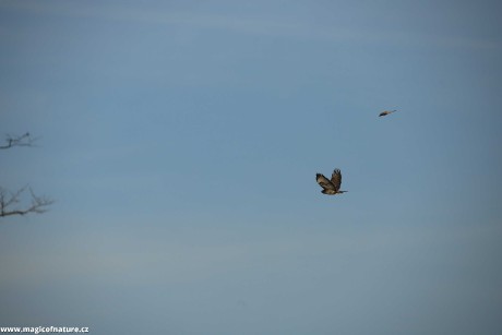 Poštolka a káně - Foto Ladislav Jonák 0226 (2)