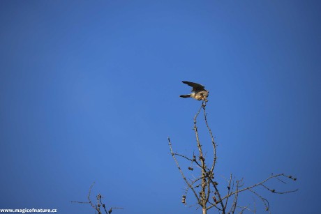 Poštolka obecná - Foto Ladislav Jonák 0226 (1)