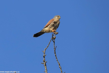Poštolka obecná - Foto Ladislav Jonák 0226 (3)