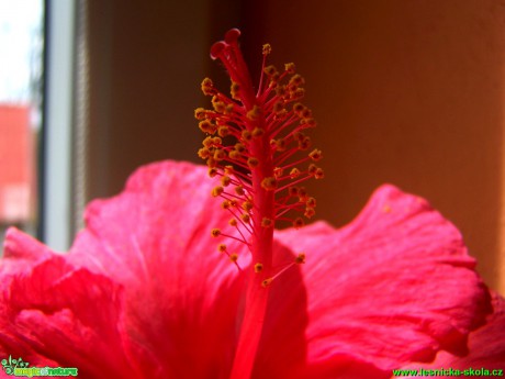 Ibišek - Hibiscus - Květy - Foto Andrea Horová (3)