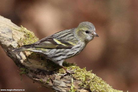 Čížek lesní - Foto Irena Wenischová 0326
