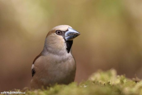 Dlask tlustozobý - Foto Irena Wenischová 0326
