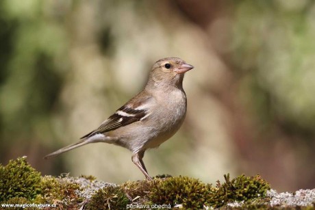 Pěnkava obecná - Foto Irena Wenischová 0326