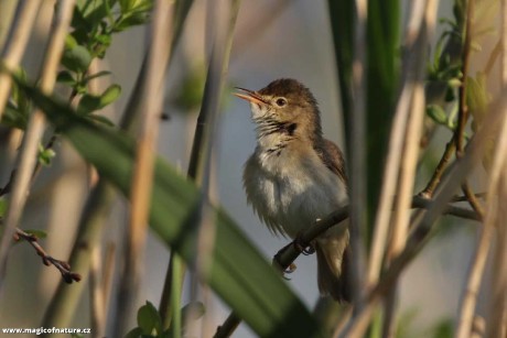 Rákosník obecný - Foto Irena Wenischová 0326