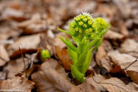 Nový život - Foto Petr Germanič 0326 (1)