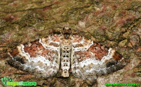 Píďalka hojná - Xanthorhoe ferrugata - Foto G. Ritschel