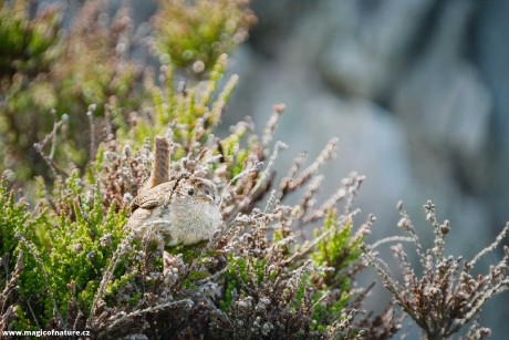 Hledej střízlíka - Foto Jana Ježková 0725